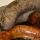 Békési Leberwurst, bratfertig, 1 Paar